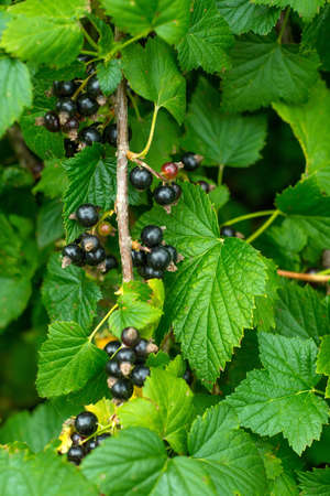 Black currants in the garden close-upの写真素材