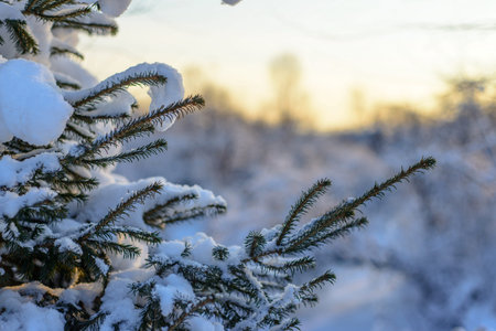 Close up of christmas tree covered with snow in wild forest