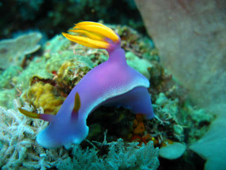 Lavander Nudibranch/ Sea Slug の写真素材
