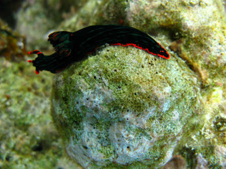 Green Nudibranch/ Sea Slug の写真素材