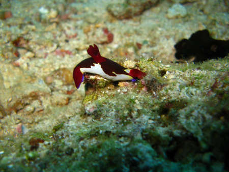 Red Nudibranch/ Sea Slugの写真素材