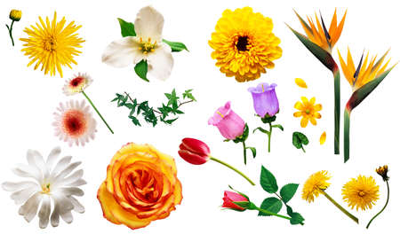 flowersの写真素材