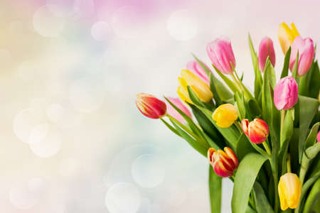 Tulips on the beauty backgroundの写真素材