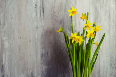 daffodils on the wood backgroundの写真素材