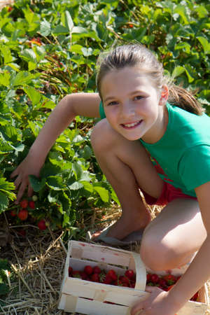 beautiful girl picks strawberries in the fieldの写真素材