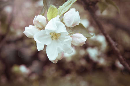 beauty background with apple blossomの写真素材