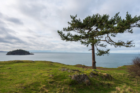 Landscape of one tree on a grassy knoll overlooking the Pacific Ocean at Rosario Head on Fidalgo Island in Washingtonの写真素材