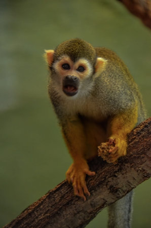 Squirrel Monkey on a Tree Branch with Food in hand