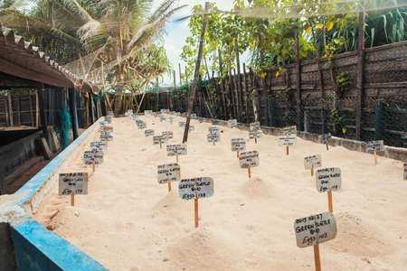 SRI LANKA - MARCH 03, 2017: Turtle eggs laid in sand, at Sea Turtle Farm and Hatchery.のeditorial素材