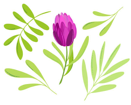 Cute pink tulip with green leaves. Beautiful spring bouquet. Nature theme for greeting cards, Mother's day, Women's day, 8 March. Flat vector illustration on white backgroundのイラスト素材