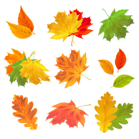 Set of realistic autumn leaves. Vector maple, oak and birch leaves isolated on white background for the design of greeting cards, holiday banners, and postersのイラスト素材