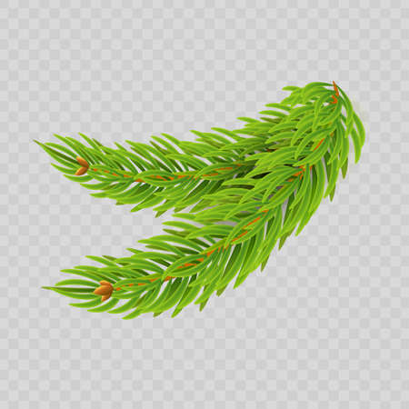 Vector fir branch for Christmas and New Year banners, posters. Isolated design element on transparent backgroundのイラスト素材