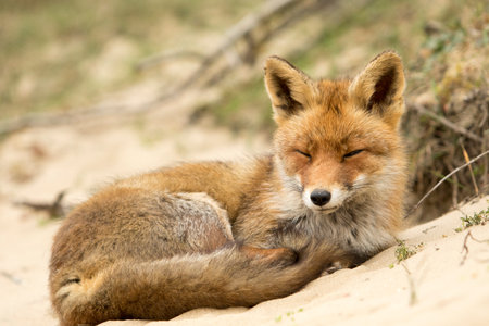 Red fox (Vulpes vulpes) sleeping on the sand