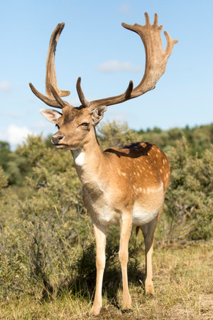 Fallow deer (Dama dama) in the natural habitatの写真素材