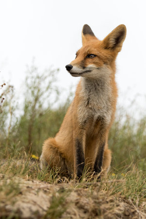 Red fox (Vulpes vulpes) sitting in the grass