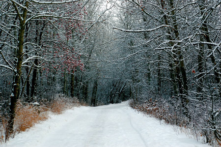 Winter in Edmonton, Alberta after a snowfall