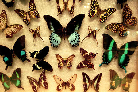Butterfly exhibitの写真素材