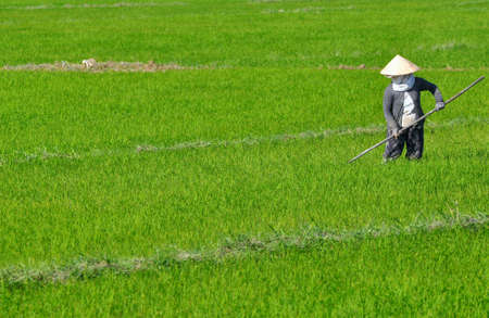 Hoian, Vietnam, 2012: Rice Paddy Farmer のeditorial素材
