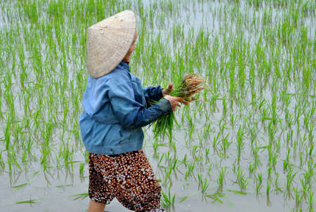 Hoian, Vietnam, 2012: Rice Paddy Worker のeditorial素材