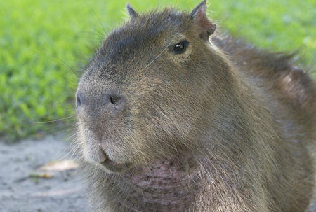 Capybara 