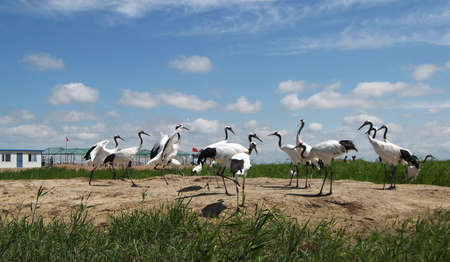 Red-crowned Craneの写真素材
