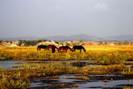 horses on the wet lands の写真素材