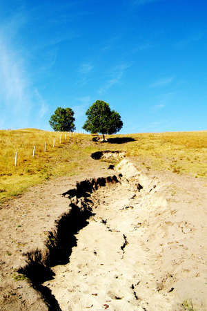 A tree under the skyの写真素材