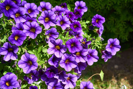 lilac petunia floral splendorの写真素材