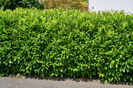 cherry laurel hedgerow in the sunshineの写真素材
