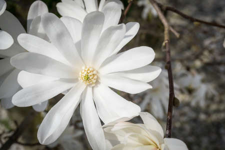 Beautiful white magnolia in bloomの写真素材