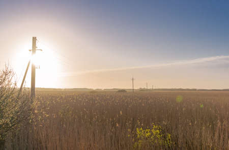 Sunrise in the reed grass with an old transmission lineの写真素材