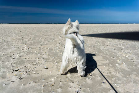 West Highland White Terrier, little white dog on the beach, tugging on the dog leashの写真素材