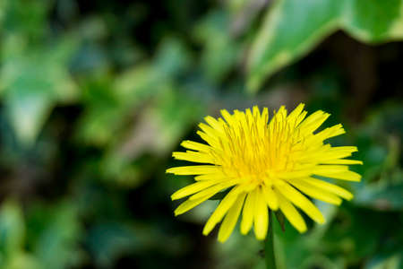 macro of a dandelion flower with green backgroundの写真素材