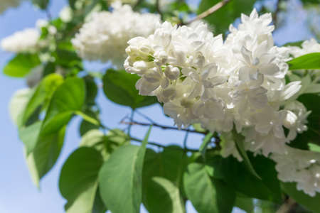 White lilac with blue sky backgroundの写真素材