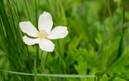 small white flower in the grassの写真素材