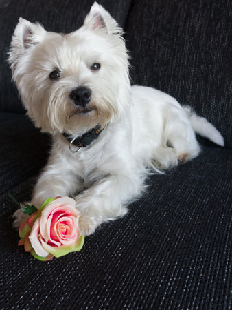 sweet little white dog with pink rose between the front paws on black backgroundの写真素材