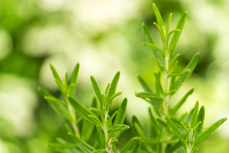 Fresh rosemary herb outdoor grow