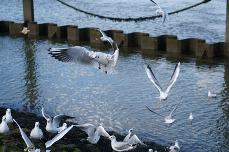 Flying seagulls in the harbor Which are trying to catch breadcrumbs