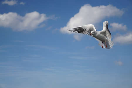 Flying seagull at the blue sky with some cloudsの写真素材