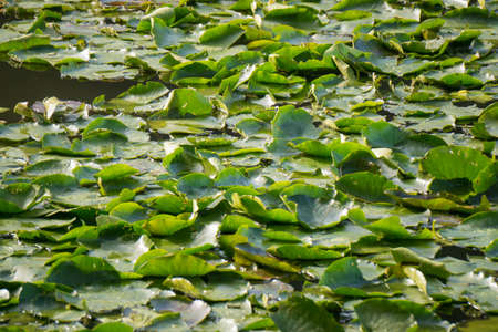 Carpet of waterlilies on a pondの写真素材