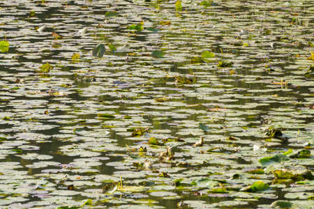Carpet of waterlilies on a pondの写真素材