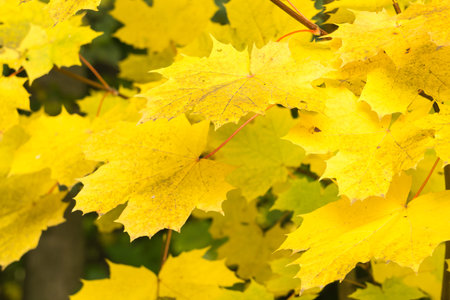 beautiful yellow maple leaves in autumn German