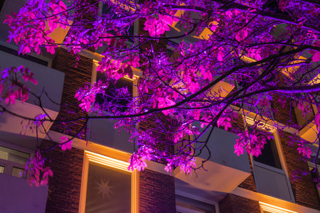 The branches of a tree illuminated with a purple light in the dark, in the background you can see...