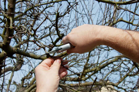 The hands of a man cutting an apple tree with a small pruning shears, in the background one can see the blue skyの写真素材