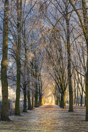 Path on a frosty winter morning, on Either side are trees in a row and at the end you can see the light of the sunrise, the sunbeams glow golden yellow through the bare branches on the way, copyspaceの写真素材
