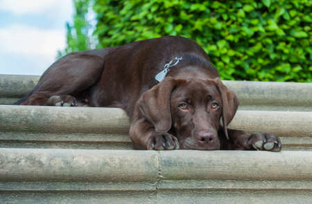 Brown Labrador Retrieverの写真素材