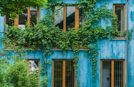 Blue house with windows and ivyの写真素材