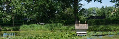 Panorama of a pond with a small cottage and ducks on itの写真素材