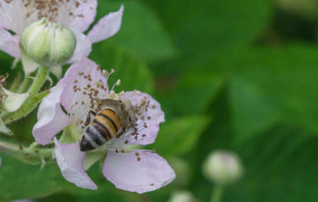 Bee collects nectar at a brambleの写真素材