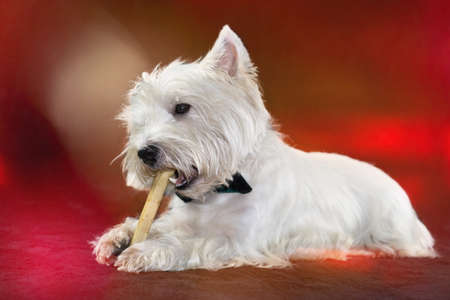 West Highland White Terrier with a chewing bone, red illuminated backgroundの写真素材